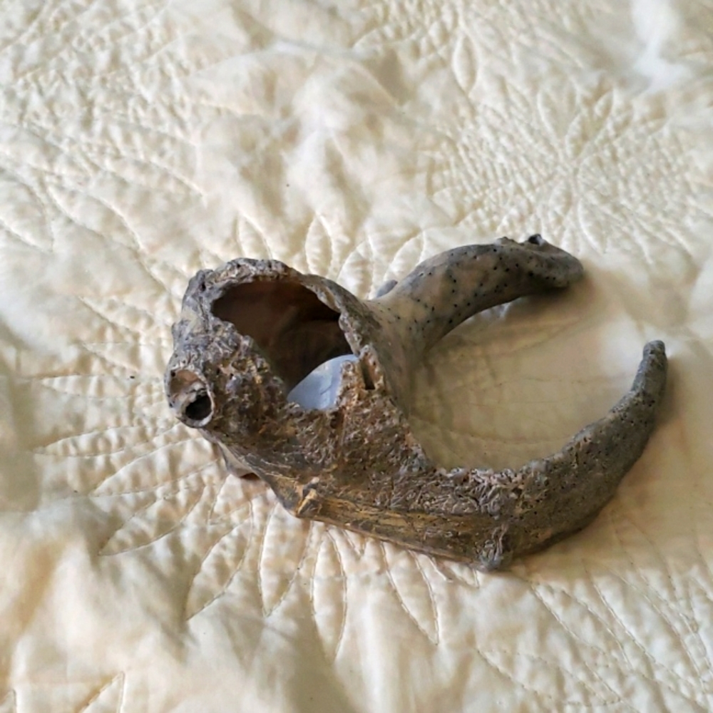 Sea shell
